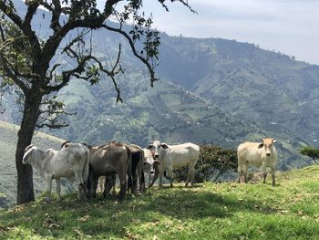 Cows grazing in a field