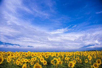 Scenic view of sunflower field against cloudy sky