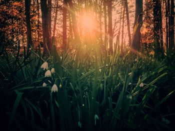 Sun shining through trees in forest