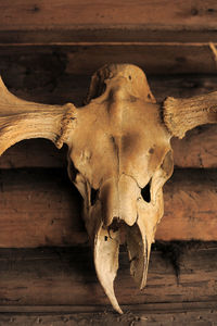 Close-up of animal skull