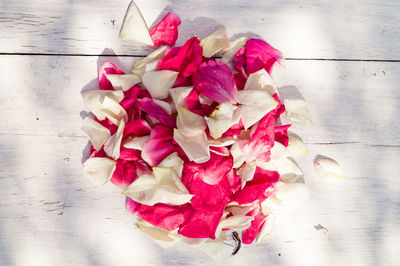 Close-up of pink flowers