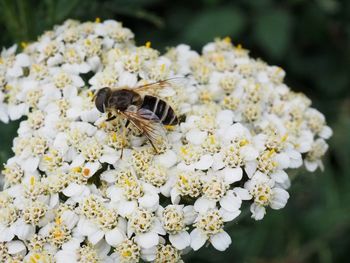 Close-up of bee pollinating on white flower