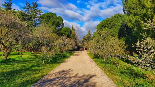 Road amidst trees against sky