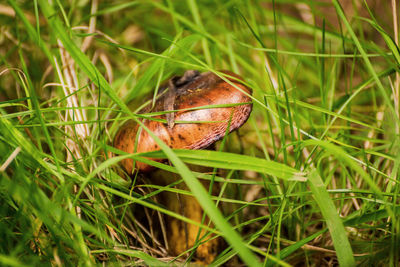 Close-up of butterfly on grass