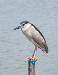 Close-up of bird perching on wooden post