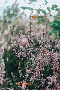 Close-up of pink flowering plant