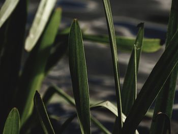 Close-up of crops growing on field