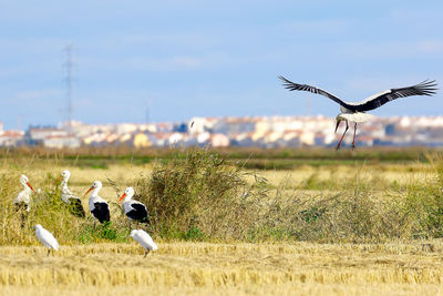 Birds on grass