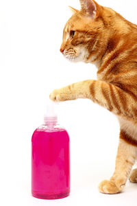 Close-up of a cat over white background