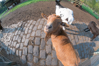 High angle view of goat