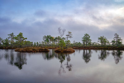 Reflection in the bog lake