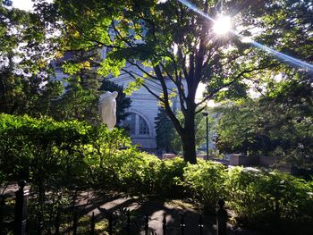 Sun shining through trees