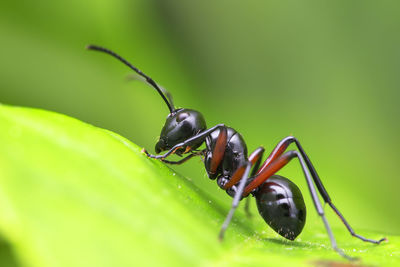 Close-up of insect on leaf