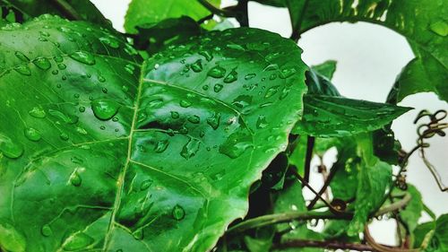 Close-up of wet plant