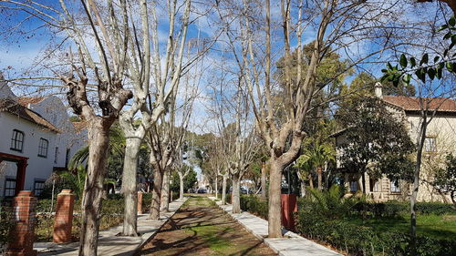 Walkway amidst trees against clear sky