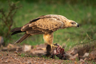 Tawny eagle perches on kill crouching low