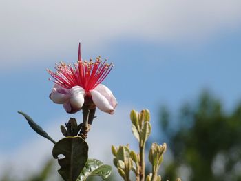 Close-up of red flower buds against sky