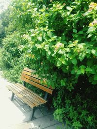 Plants growing outdoors