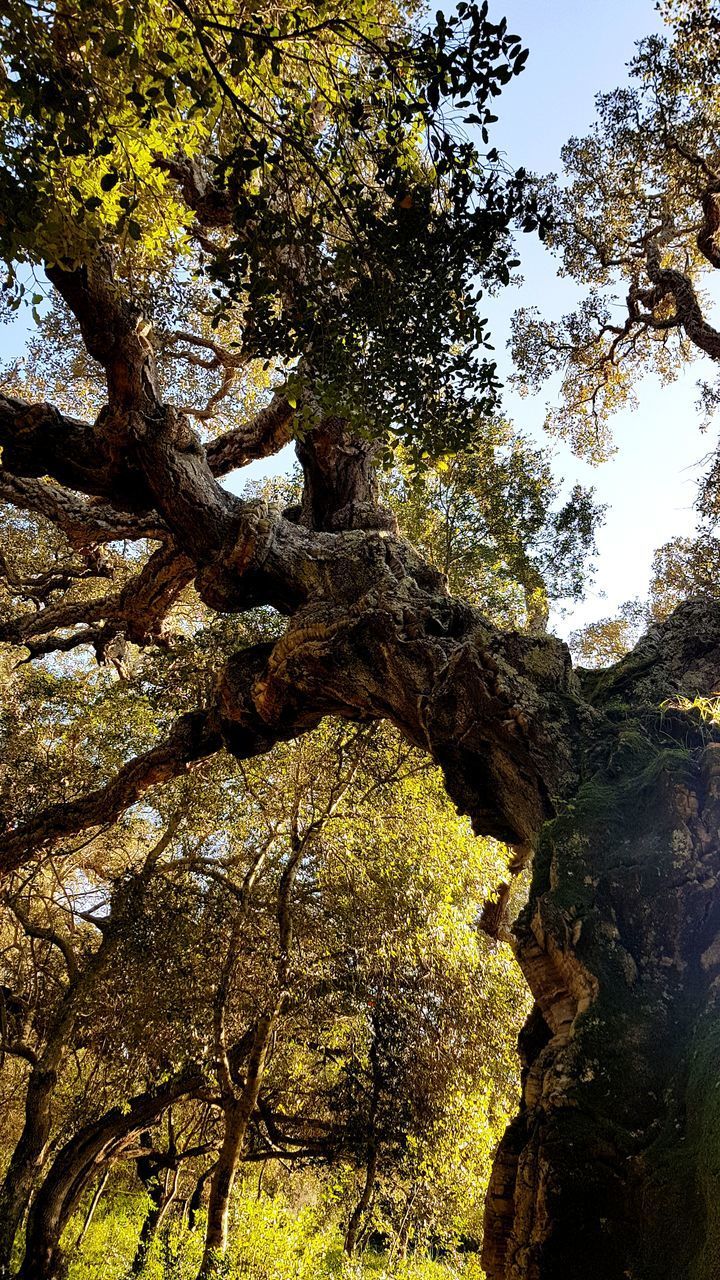 LOW ANGLE VIEW OF TREE TRUNK