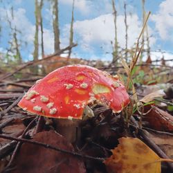 Close-up of fly agaric mushroom on field