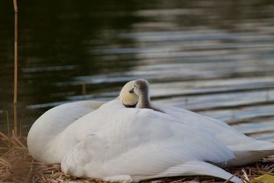 Close-up of swan in lake/ mother and babie