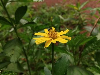 Close-up of butterfly pollinating on yellow flower