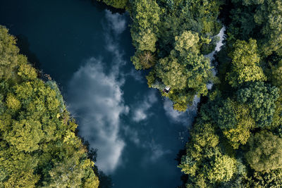 Scenic view of trees against sky