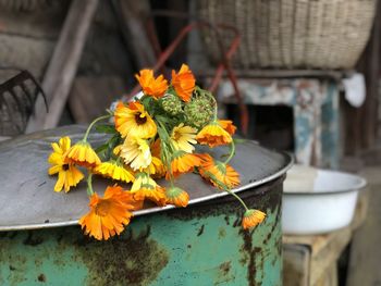 Close-up of yellow flower pot