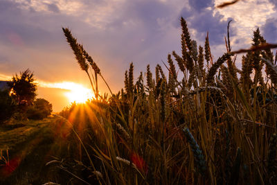 Close-up of stalks in field against sunset sky