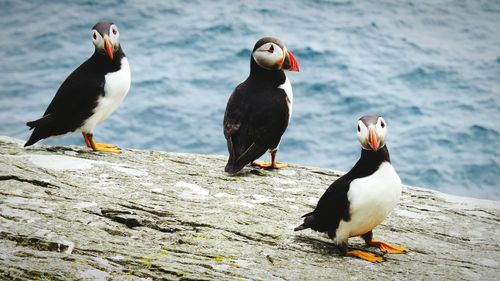 Birds perching on a beach