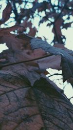 Low angle view of leaves on tree