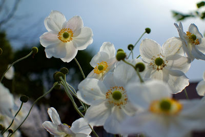 Close-up of white flowers blooming outdoors