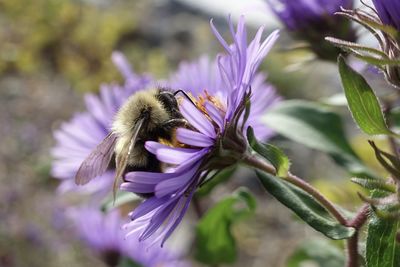 Close-up of insect on purple flower