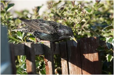 Close-up of bird perching on wood