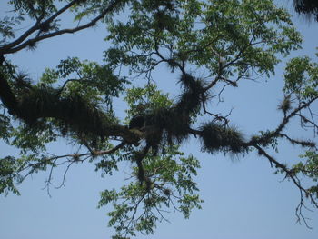 Low angle view of tree against clear sky