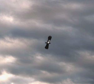 Low angle view of bird flying against sky