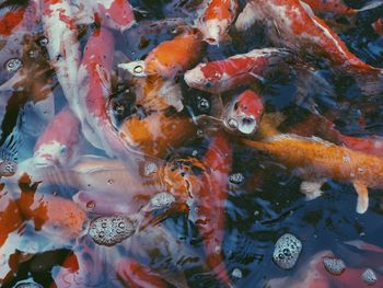 High angle view of koi carps swimming in water