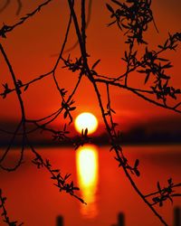 Close-up of silhouette branches against sky during sunset