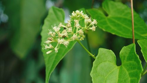 Close-up of green leaves on plant