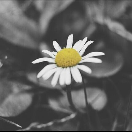 flower, petal, freshness, flower head, fragility, yellow, growth, beauty in nature, close-up, white color, pollen, single flower, blooming, focus on foreground, nature, daisy, plant, in bloom, selective focus, stamen