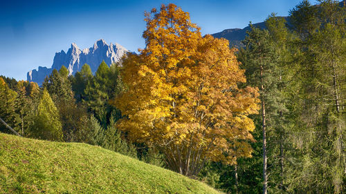 Trees and plants growing in field against sky