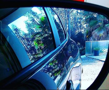 Reflection of trees in the glass