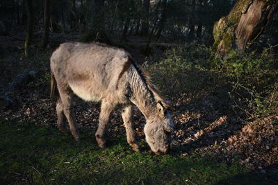 Horse grazing in a field