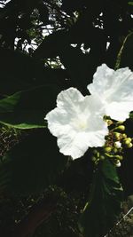 Close-up of white flower