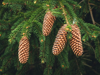 Close-up of pine tree