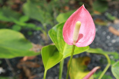 Close-up of pink flowering plant