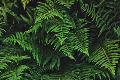 Close-up of green leaves