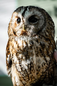 Close-up portrait of owl