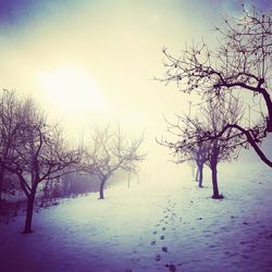 Bare trees on snow covered landscape against sky