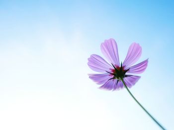 Close-up of pink cosmos flower against sky